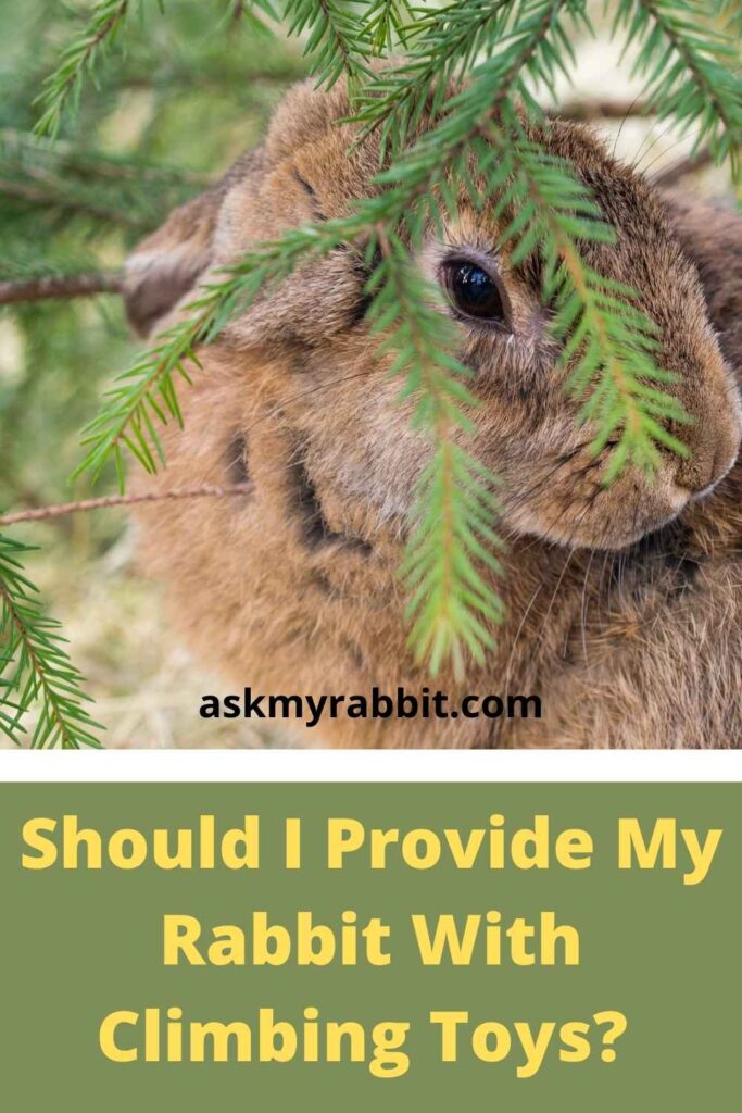Should I Provide My Rabbit With Climbing Toys? 