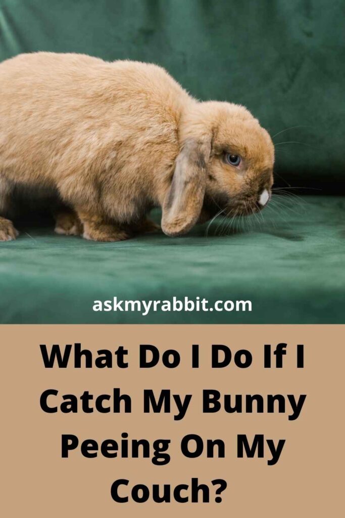 What Do I Do If I Catch My Bunny Peeing On My Couch? 