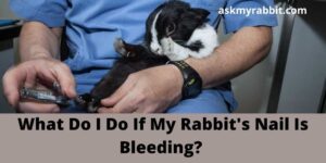 What Do I Do If My Rabbit’s Nail Is Bleeding?