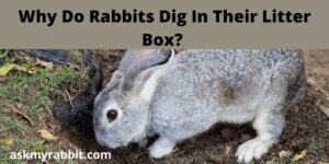 Why Do Rabbits Dig In Their Litter Box?