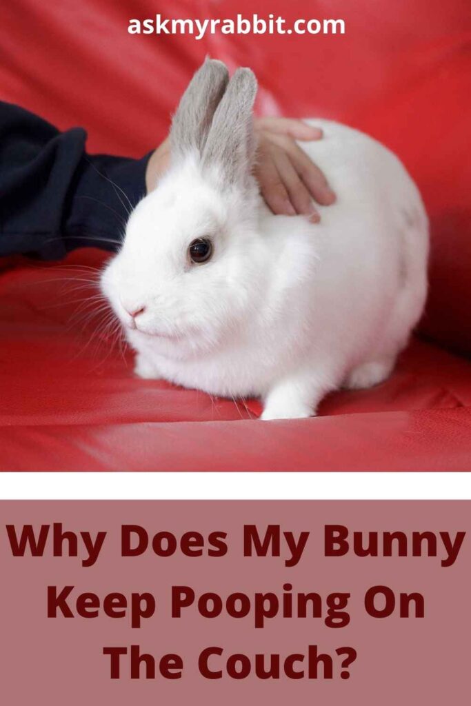 Why Does My Bunny Keep Pooping On The Couch? 