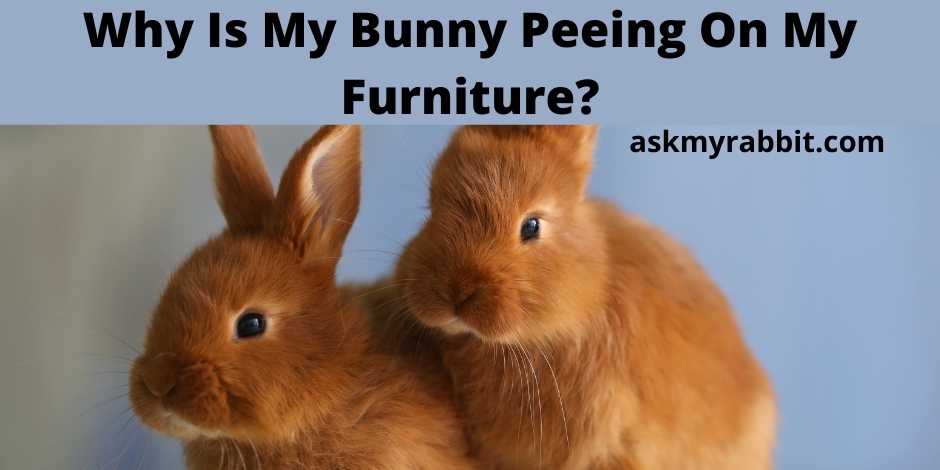 Why Is My Bunny Peeing On My Furniture? 