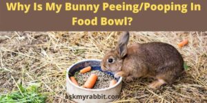Why Is My Bunny Peeing/Pooping In Food Bowl?