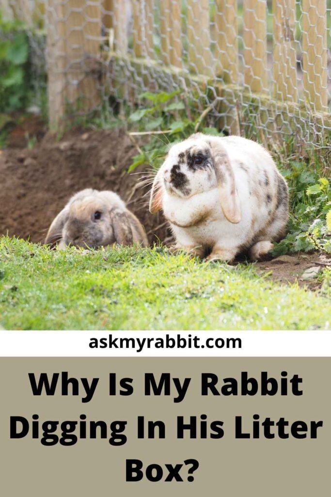 Why Is My Rabbit Digging In His Litter Box? 