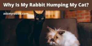 Why Is My Rabbit Humping My Cat?