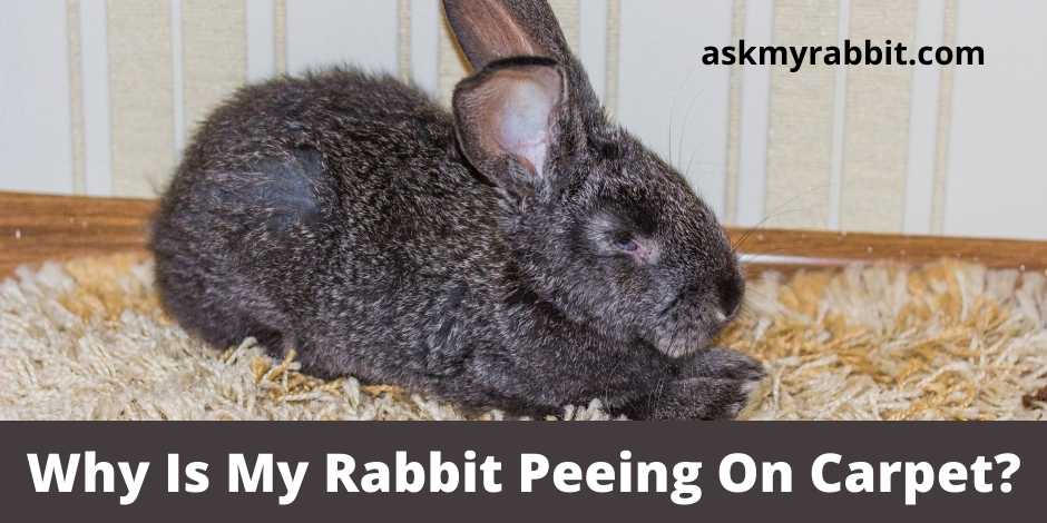 Why Is My Rabbit Peeing On Carpet? 