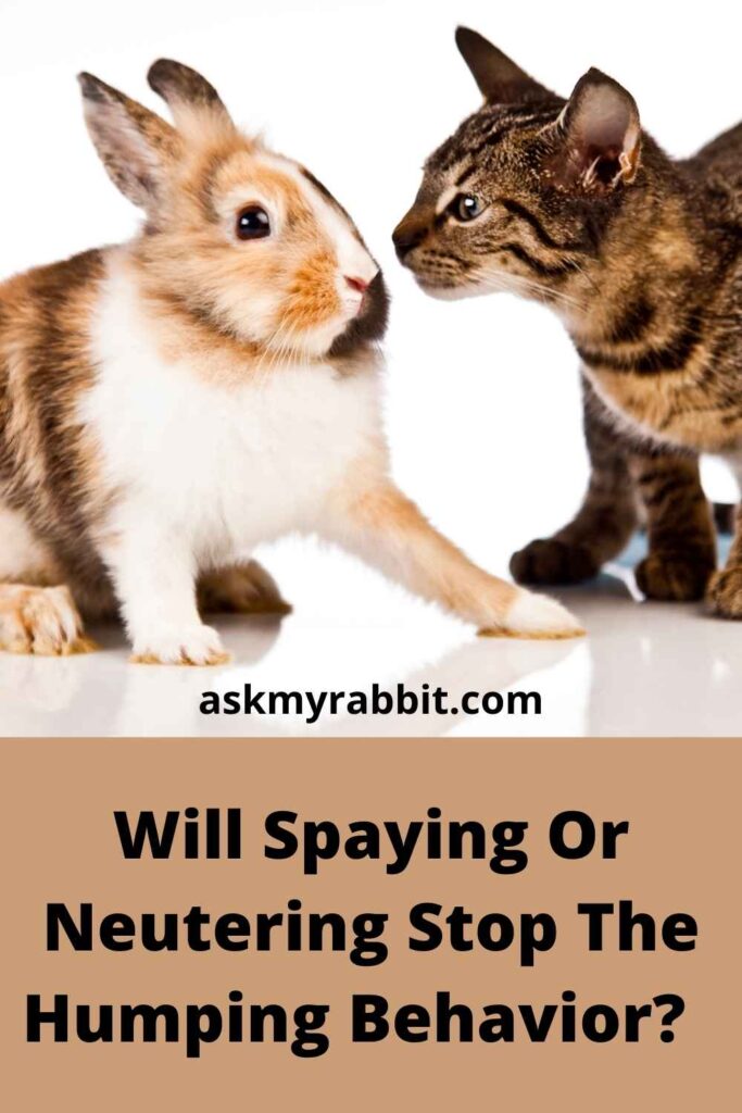 Will Spaying Or Neutering Stop The Humping Behavior? 