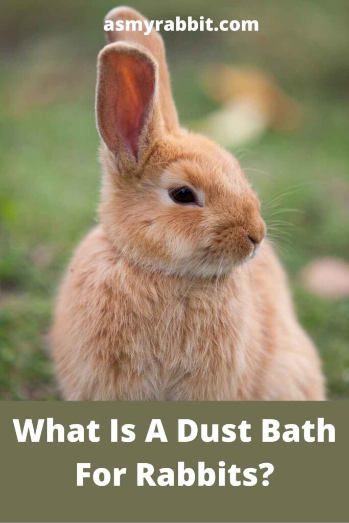 What Is A Dust Bath For Rabbits?