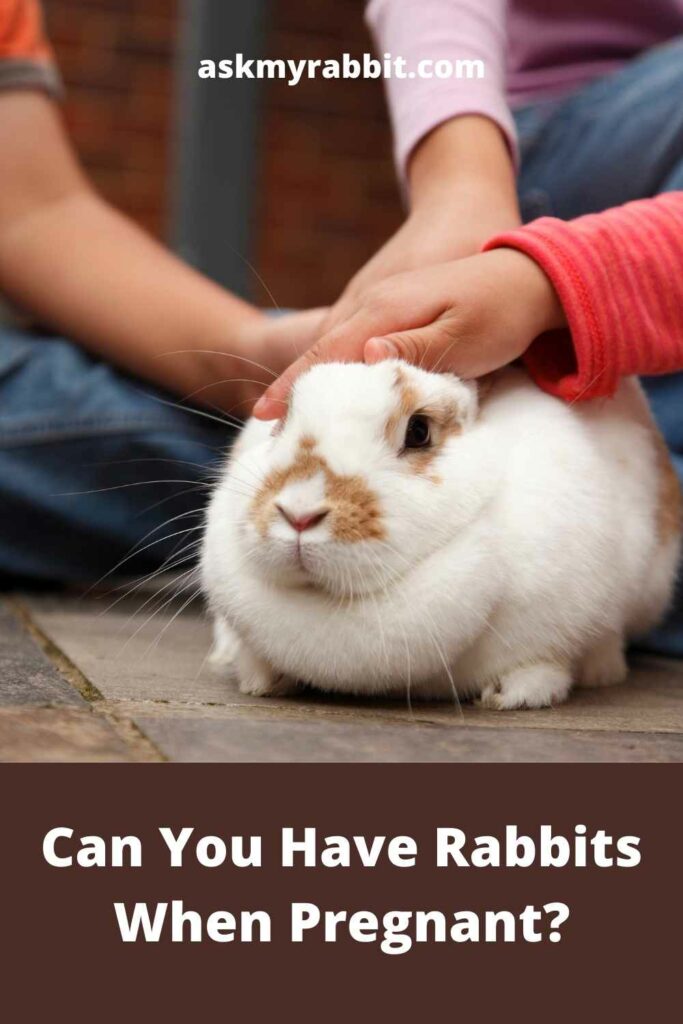 Can You Have Rabbits When Pregnant?