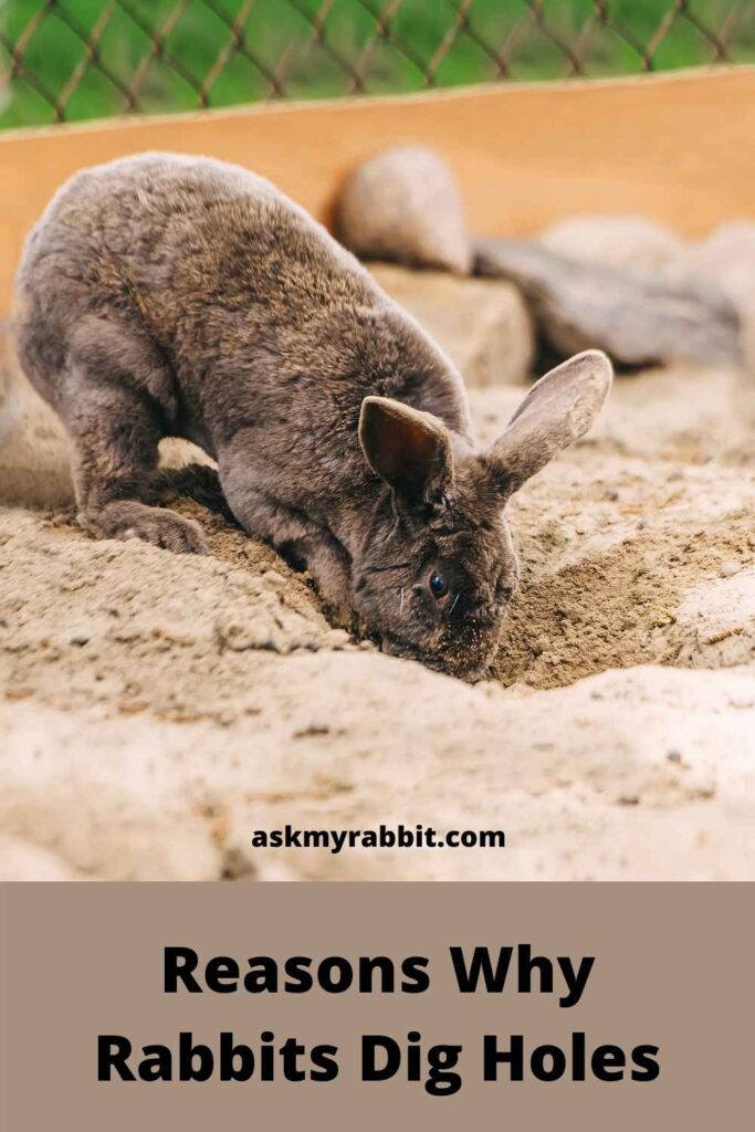 Reasons Why Rabbits Dig Holes