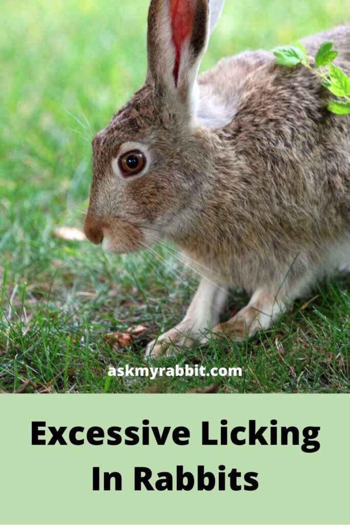 excessive licking in rabbits