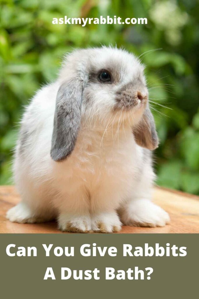 Can You Give Rabbits A Dust Bath?