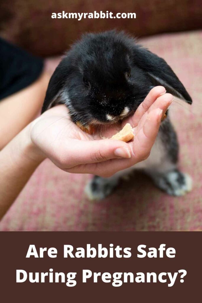Are Rabbits Safe During Pregnancy?