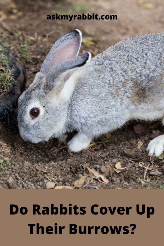 Do Rabbits Cover Up Their Burrows?