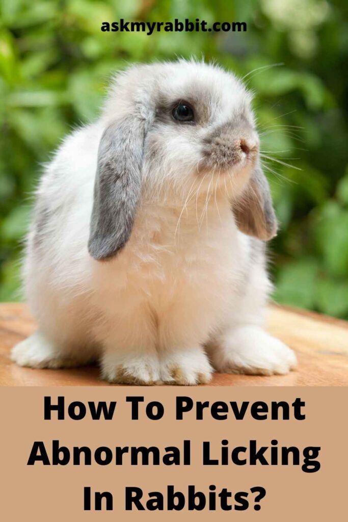 how to prevent abnormal licking in rabbits?