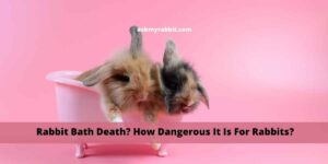 Rabbit Bath Death! How Dangerous It Is For Rabbits?