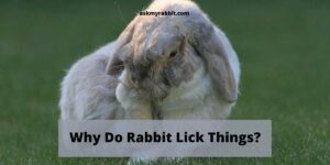 Why Do Rabbit Lick Things? (Floor, Carpet, Walls)