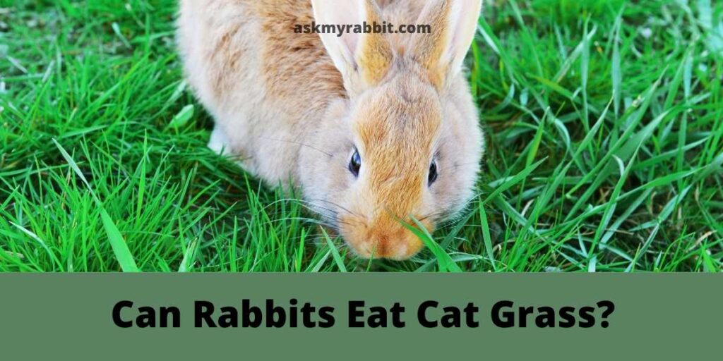 Can-Rabbits-Eat-Cat-Grass