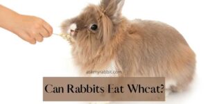 Rabbit Eating Wheat? Is It Healthy For Your Rabbit?