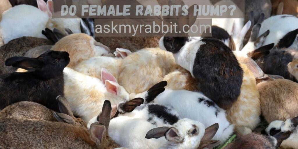 Do female rabbits hump?