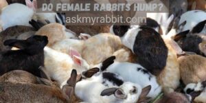 Do Female Rabbits Hump? Know The Reasons