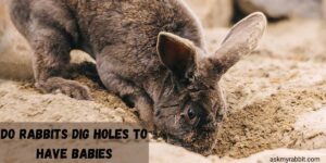 Do Rabbits Dig Holes To Have Babies?