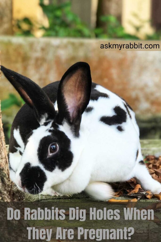 Do Rabbits Dig Holes When They Are Pregnant?
