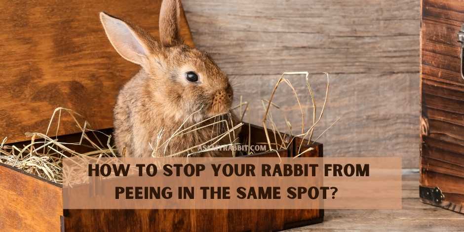 HOW TO STOP YOUR RABBIT FROM PEEING IN THE SAME SPOT?