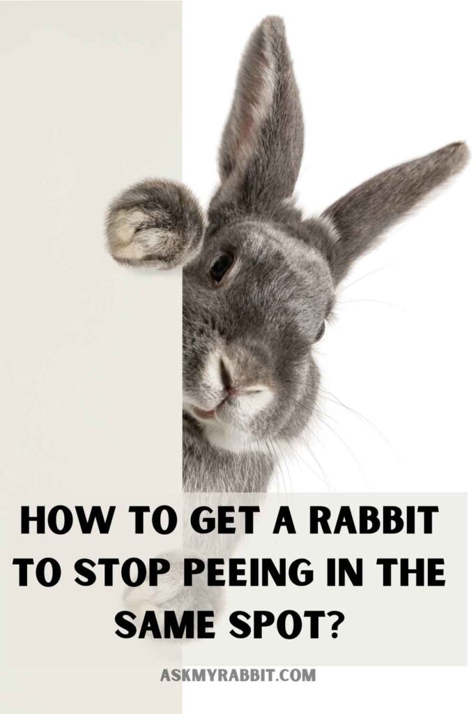 How to get a rabbit to stop peeing in the same spot?