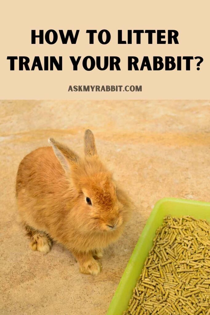 How to litter train your rabbit