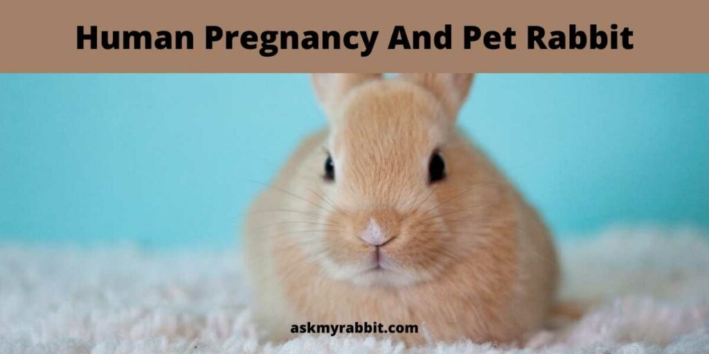 Human-Pregnancy-And-Pet-Rabbit
