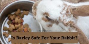 Can Rabbits Eat Barley? Everything You Need To Know!