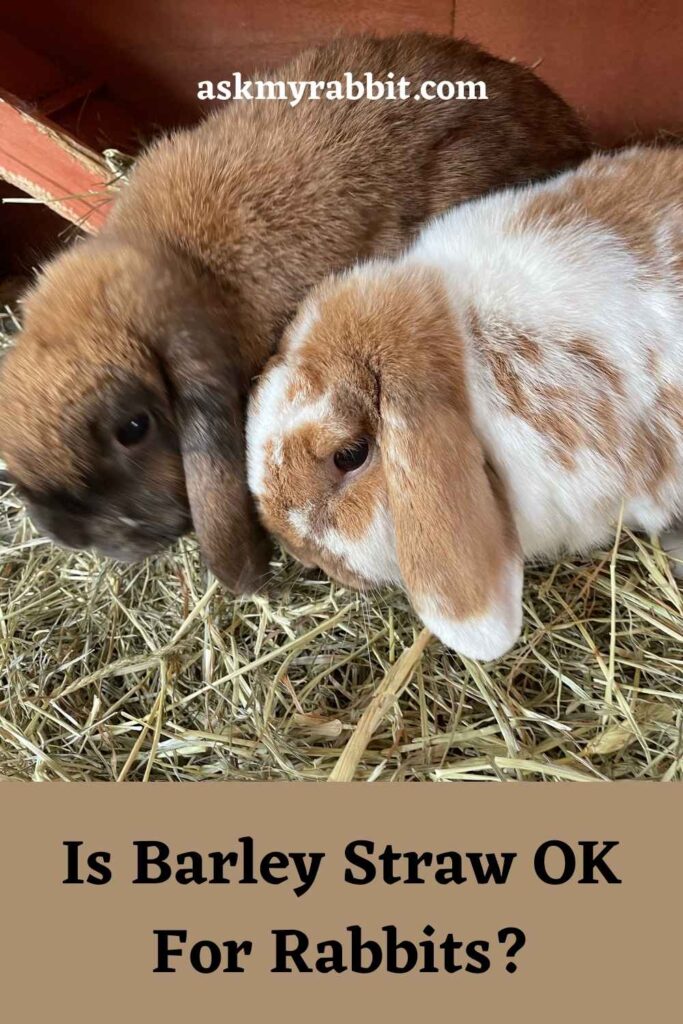 Is-Barley-Straw-OK-For-Rabbits