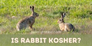 Is Rabbit Kosher? And What Does It Mean?