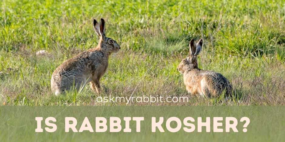 Is rabbit kosher