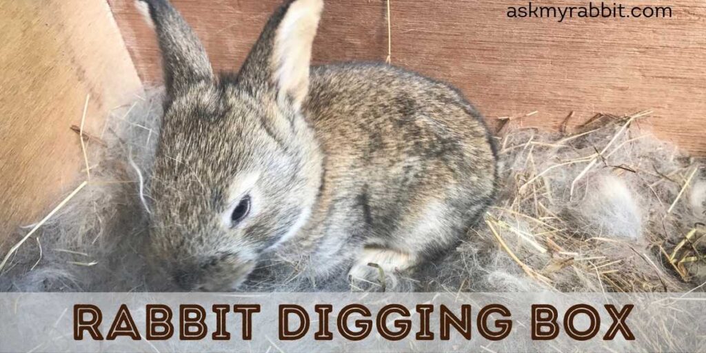 Rabbit Digging Box
