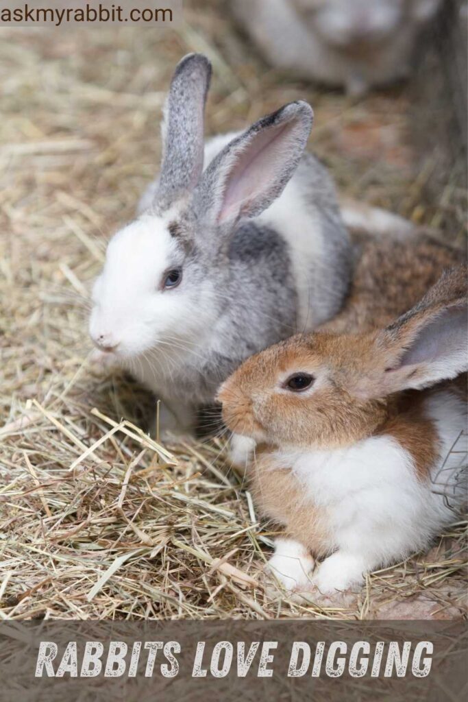 Rabbits Love Digging