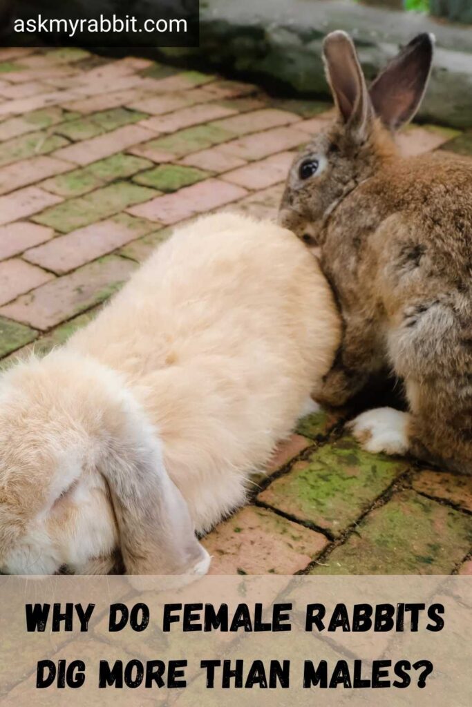 Why Do Female Rabbits Dig More Than Males?