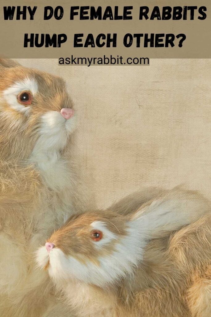 Why Do Female Rabbits Hump Each Other?
