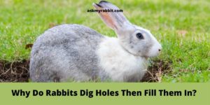 Why Do Rabbits Dig Hole Then Fill Them In?