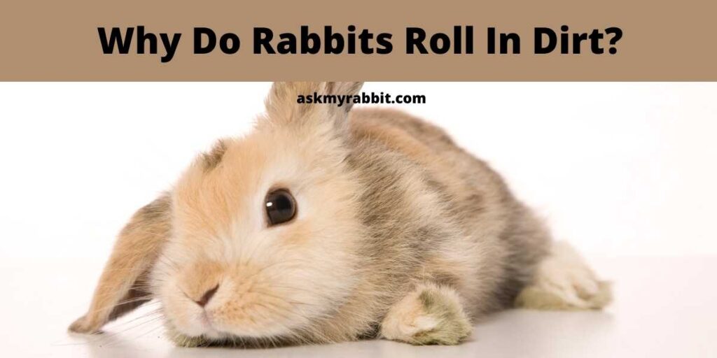 Why-Do-Rabbits-Roll-In-Dirt