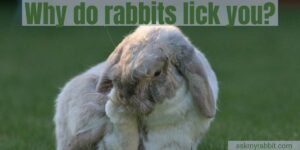 Why Do Rabbits Lick You? What Does It Mean
