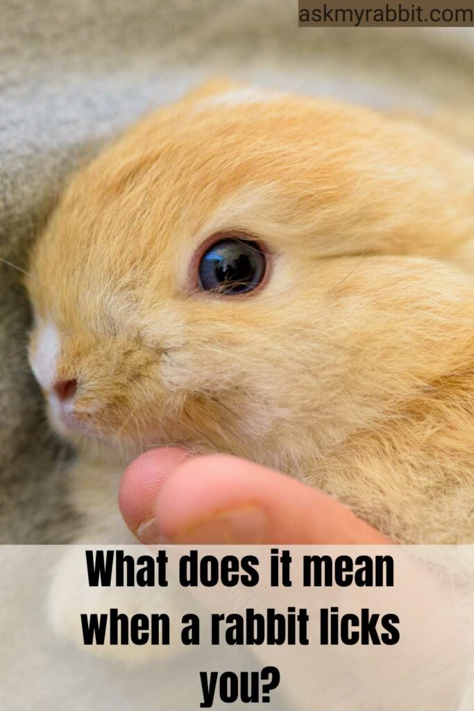 What Does It Mean When a Rabbit Licks You?
