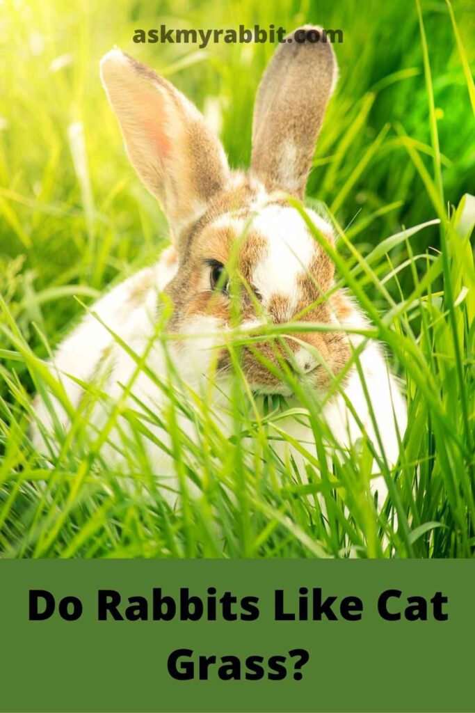 do-rabbits-like-cat-grass