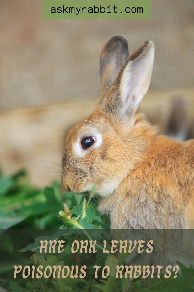 Are Oak Leaves Poisonous To Rabbits
