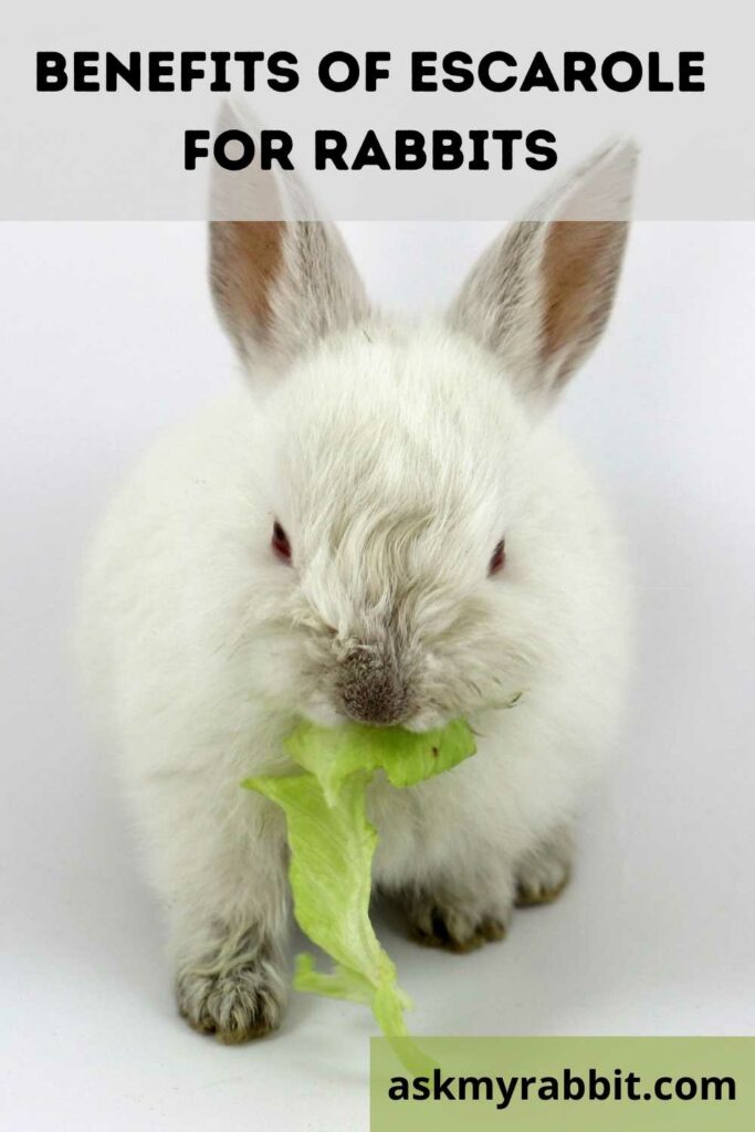 Benefits Of Escarole For Rabbits