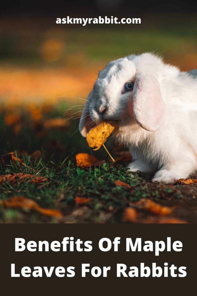 Benefits-Of-Maple-Leaves-For-Rabbits