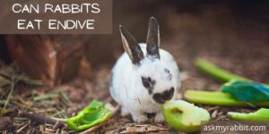 Can Rabbits Eat Endive? Is Endive Safe For Bunnies?