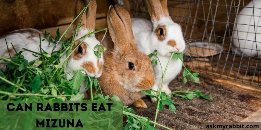 Can Rabbits Eat Mizuna(Japanese Mustard Green)? Is Mizuna Safe For Rabbits?
