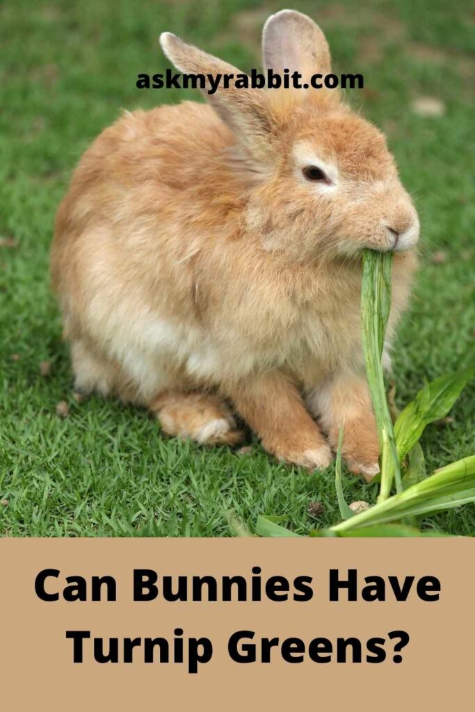 Can-Bunnies-Have-Turnip-Greens